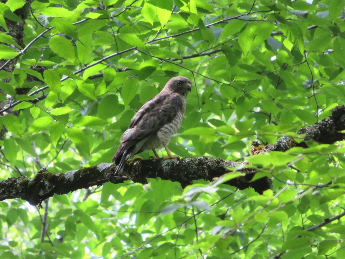 Broad-winged Hawk - ML169678891