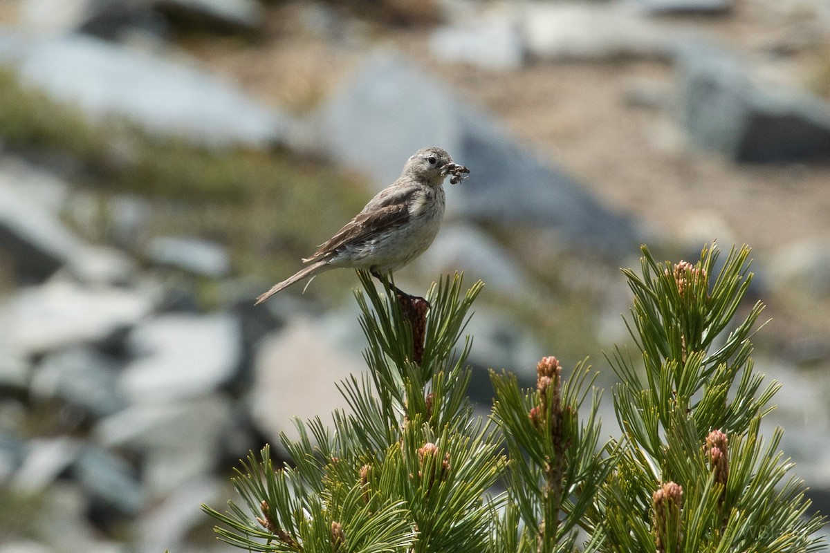 Pipit d'Amérique - ML169684071