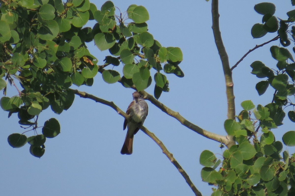 Ash-throated Flycatcher - Colin Blyth