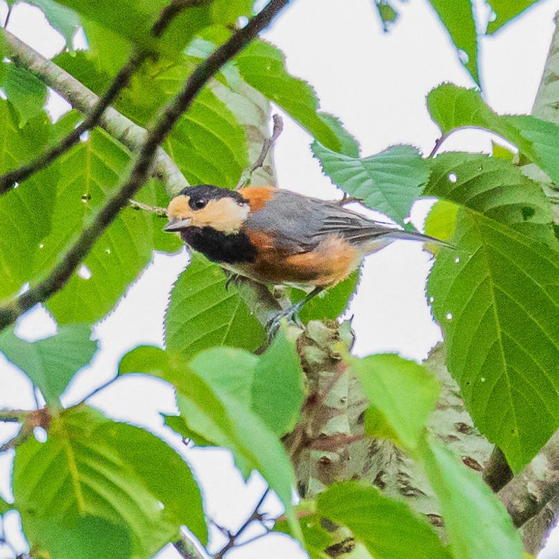 Varied Tit - ML169687451