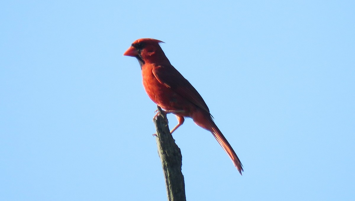 Northern Cardinal - ML169692221
