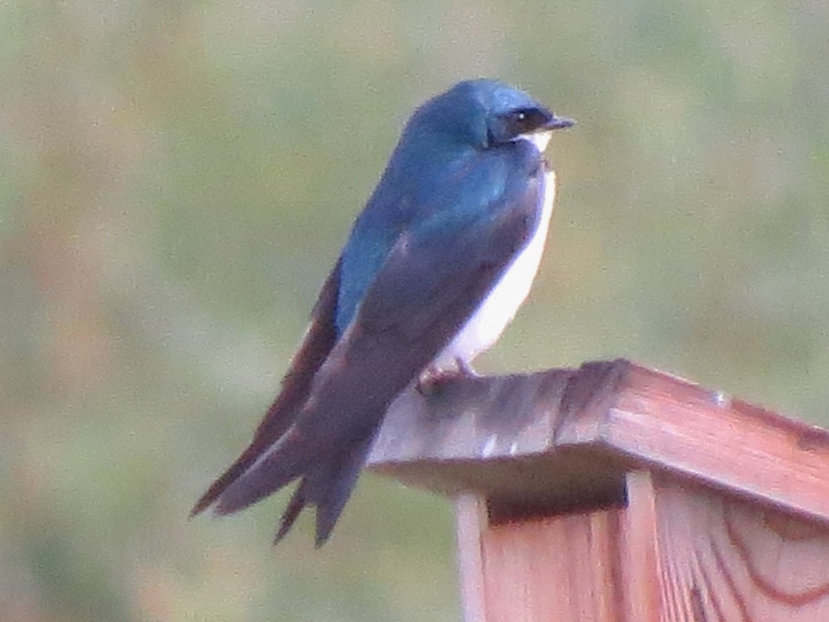 Golondrina Bicolor - ML169693301