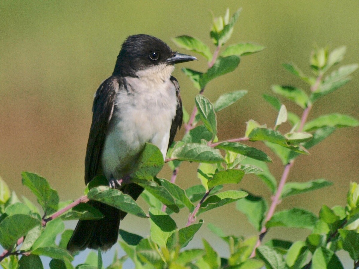 Eastern Kingbird - ML169693721