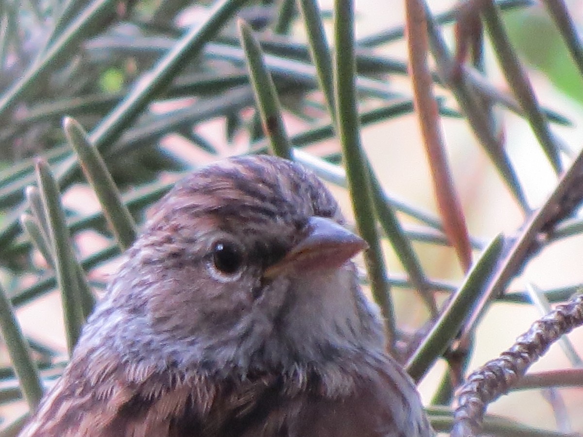 Chipping Sparrow - ML169693921