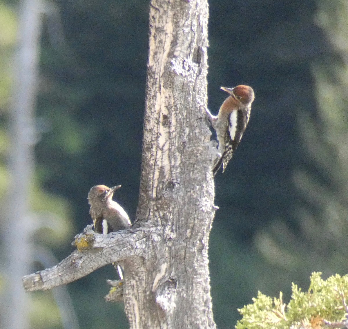 Red-breasted Sapsucker - John Callender