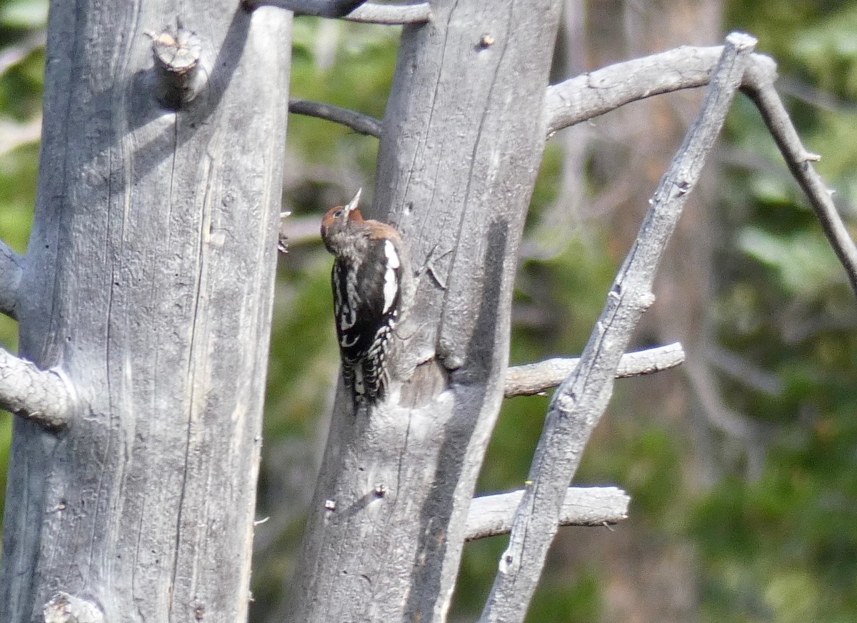 Red-breasted Sapsucker - ML169694581