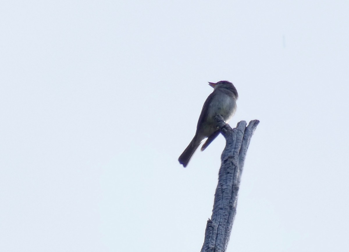 Western Wood-Pewee - John Callender