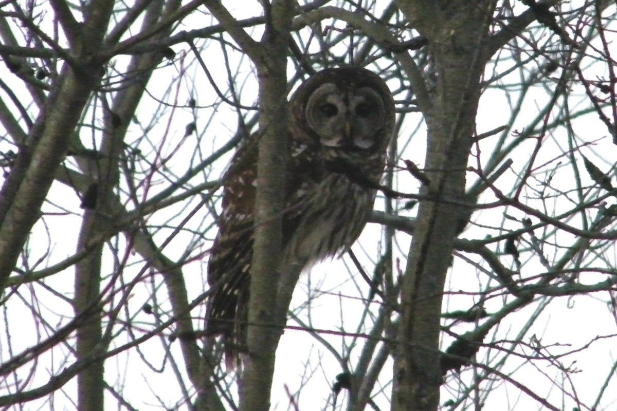 Barred Owl - ML169696121
