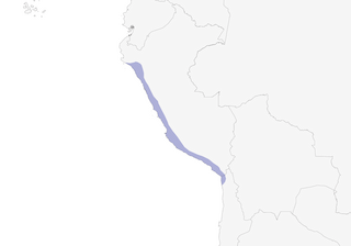 Distribution of the Scientific Name: Myiophobus rufescens - Range Map