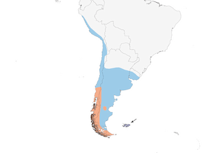 Distribution of the Dark-faced Ground-Tyrant - Range Map