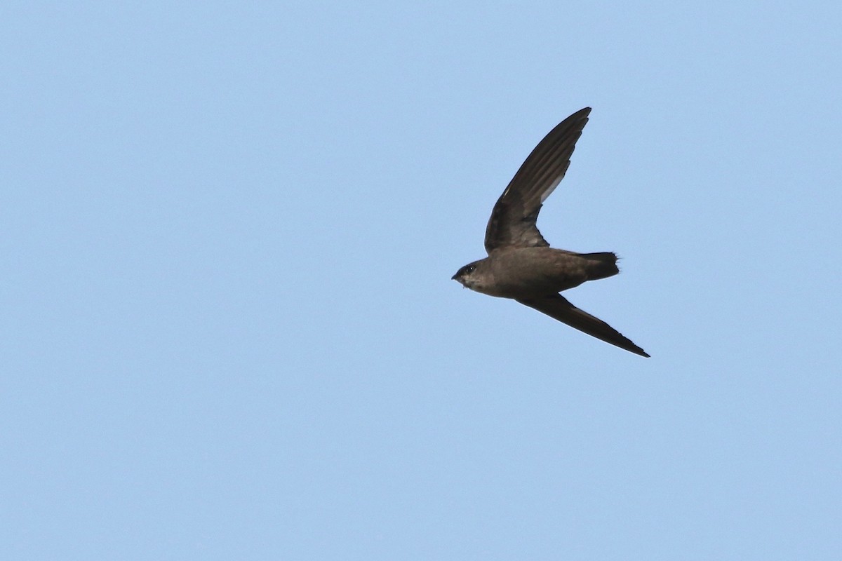 Chimney Swift - Benjamin Hack