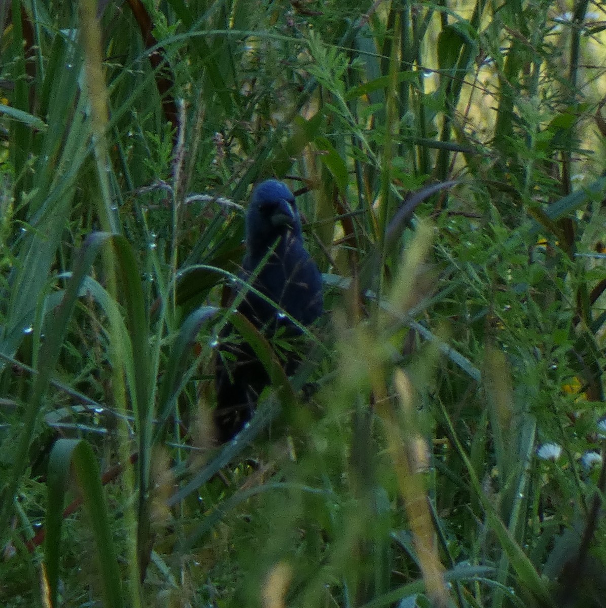 Blue Grosbeak - ML169700951