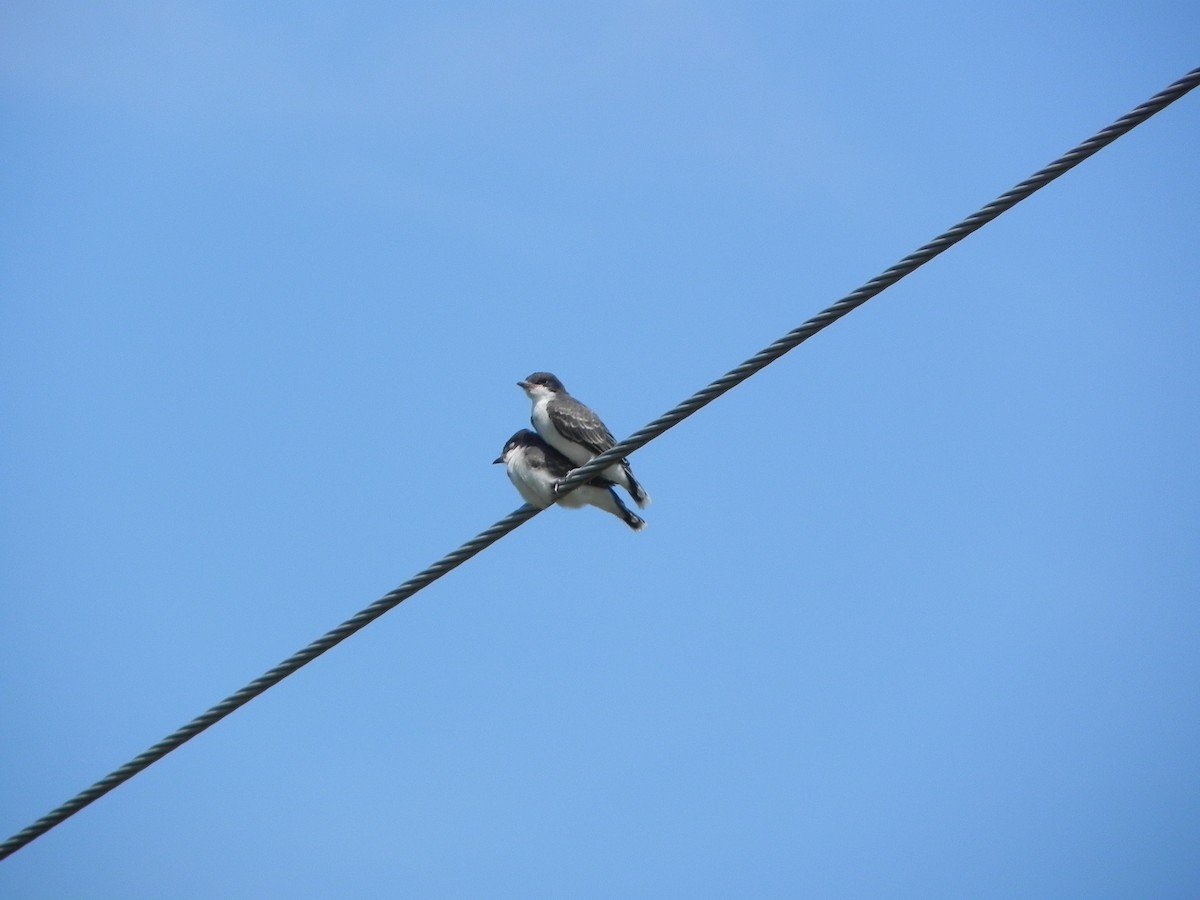 Eastern Kingbird - ML169701731