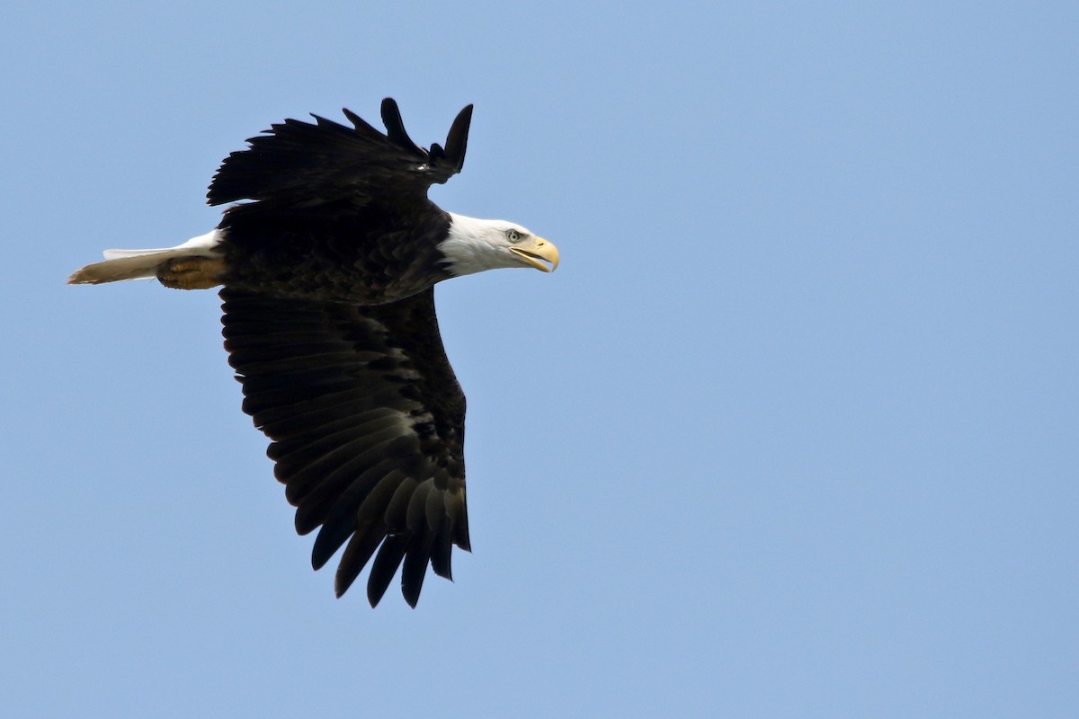 Bald Eagle - Benjamin Hack