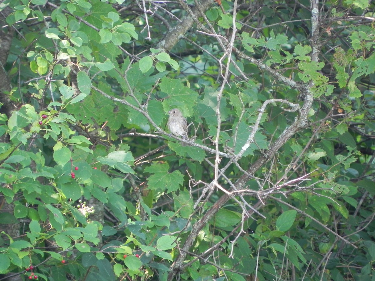 Indigo Bunting - ML169702441