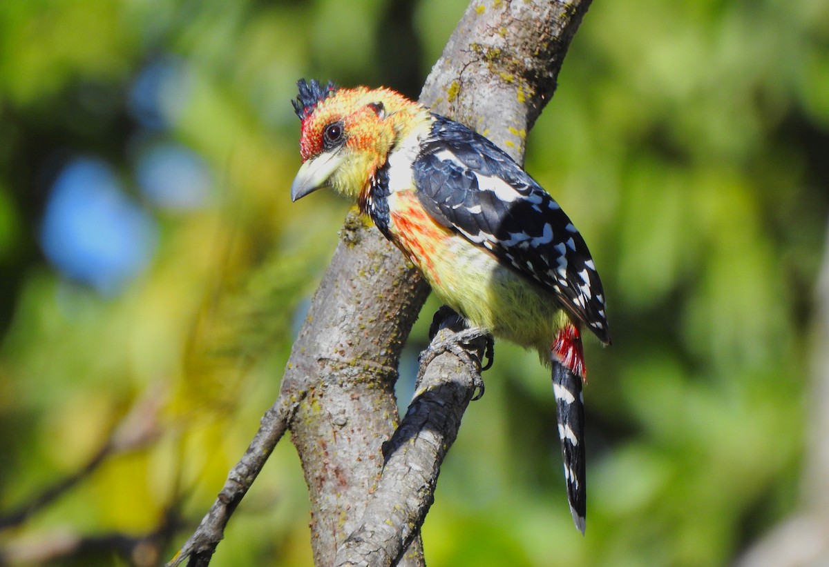 Crested Barbet - ML169702831