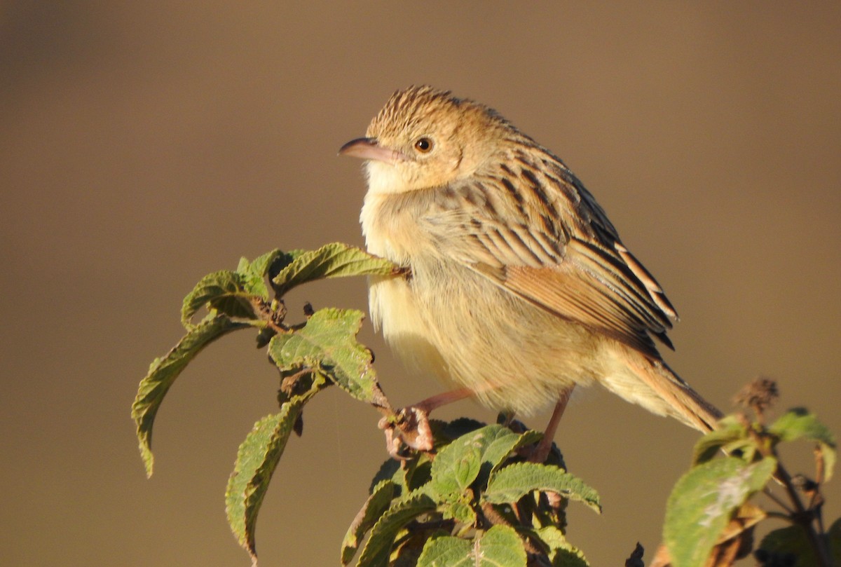 Croaking Cisticola - Kalin Ocaña