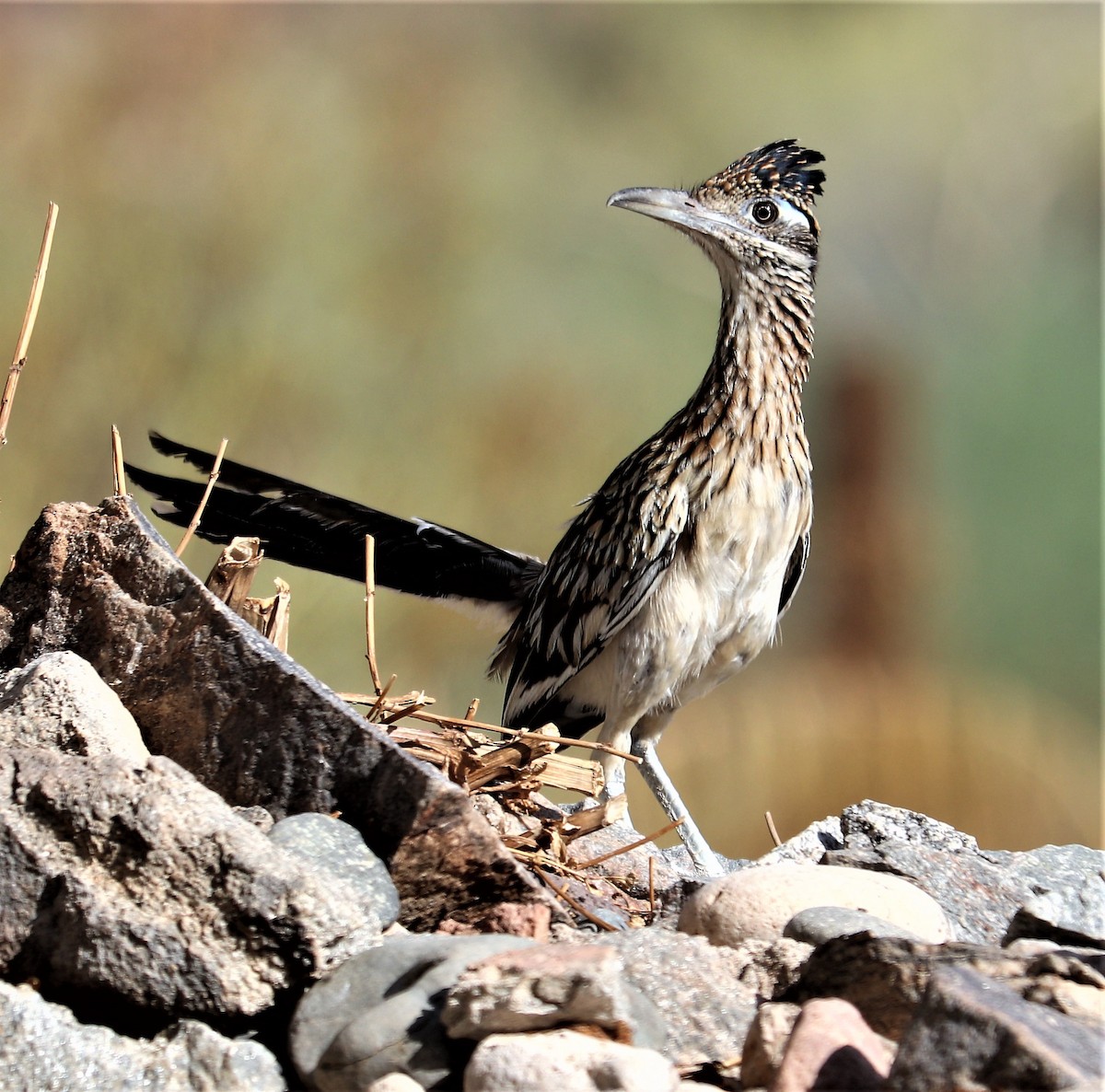 Greater Roadrunner - Nancy Benner