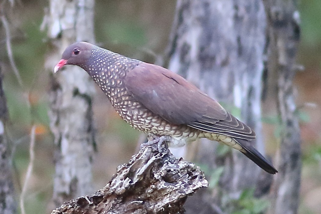 Scaled Pigeon - ML169705461