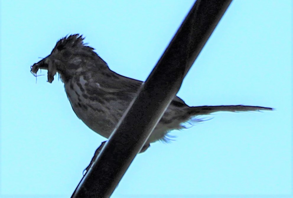 Song Sparrow - ML169706621