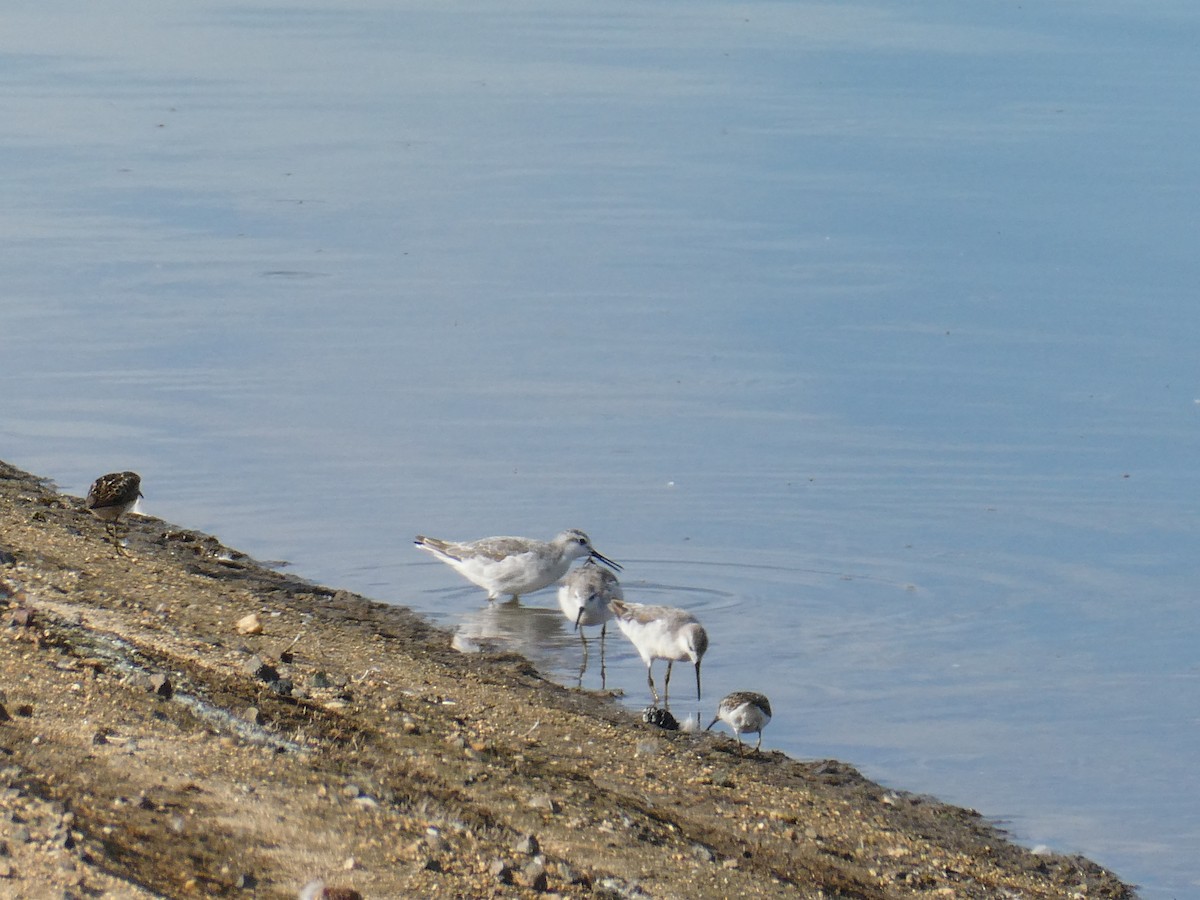 Wilson's Phalarope - Adam Kucharek