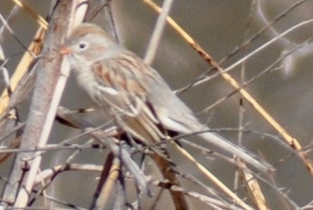 Field Sparrow - ML169708531