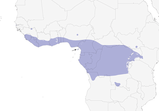 Distribution of the African Shrike-flycatcher - Range Map
