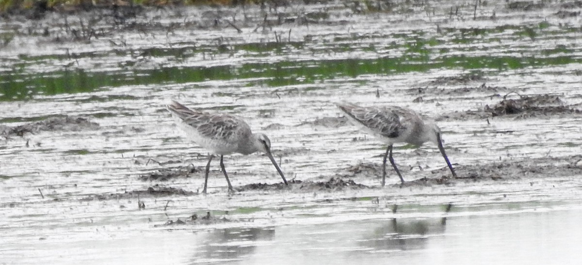 Asian Dowitcher - Sumesh PB