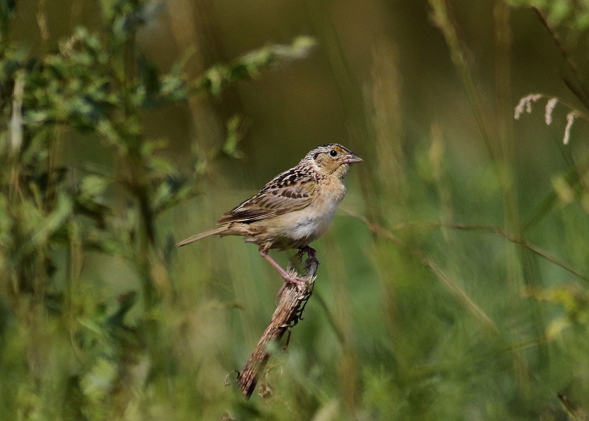 Grasshopper Sparrow - John  Cameron