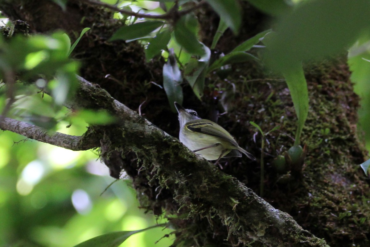 Slate-headed Tody-Flycatcher - ML169717971