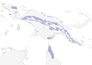 Distribution of the Yellow-legged Flycatcher - Range Map
