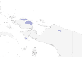 Distribution of the Arfak Robin - Range Map