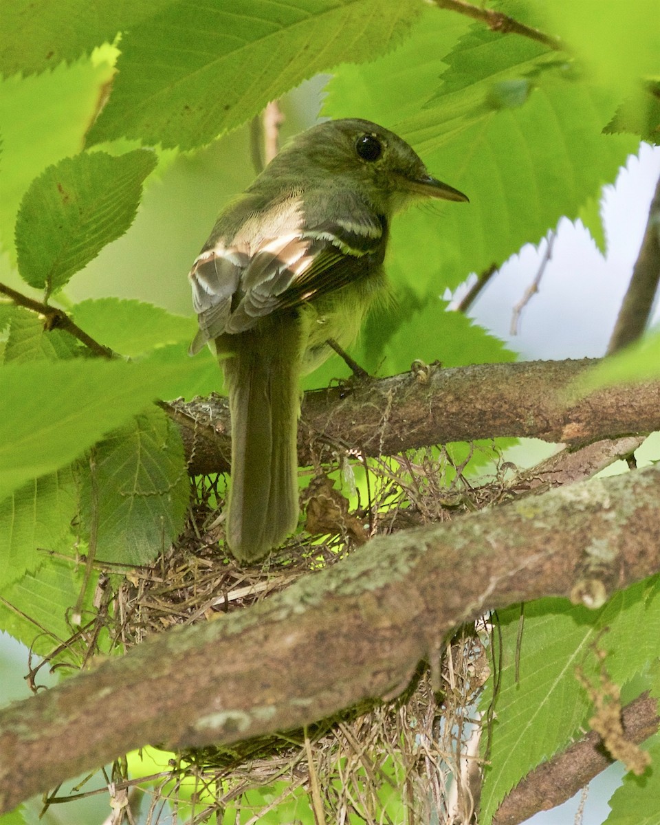 Acadian Flycatcher - Jack & Holly Bartholmai