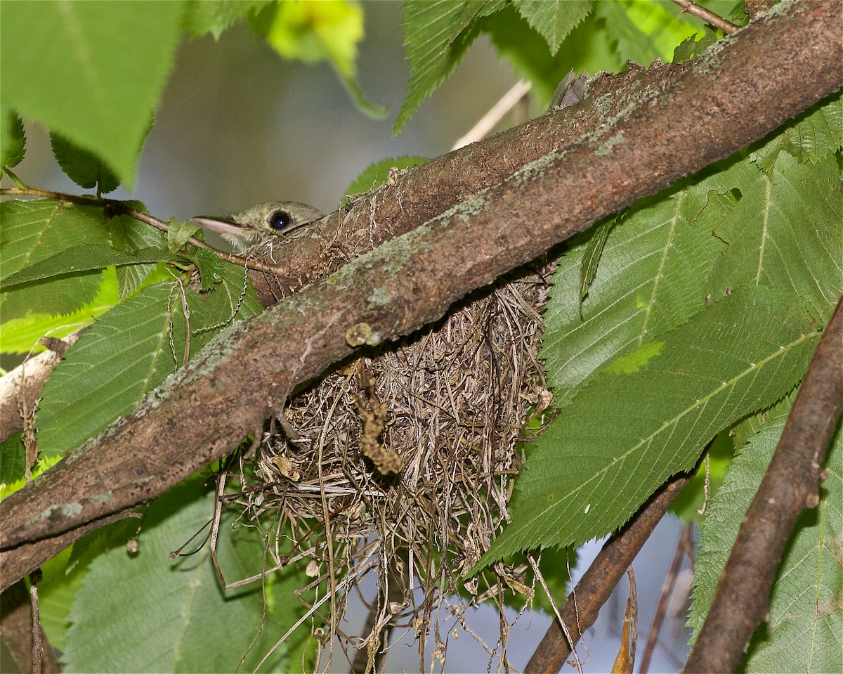 Acadian Flycatcher - ML169726581