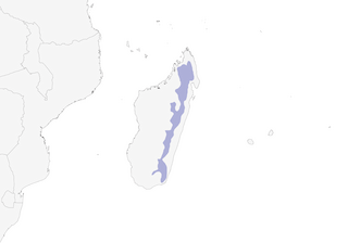 Distribution of the Cryptic Warbler - Range Map