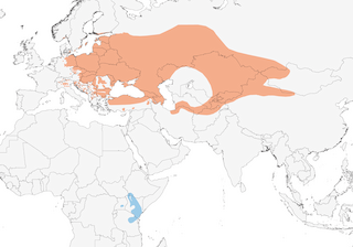 Distribution of the Barred Warbler - Range Map