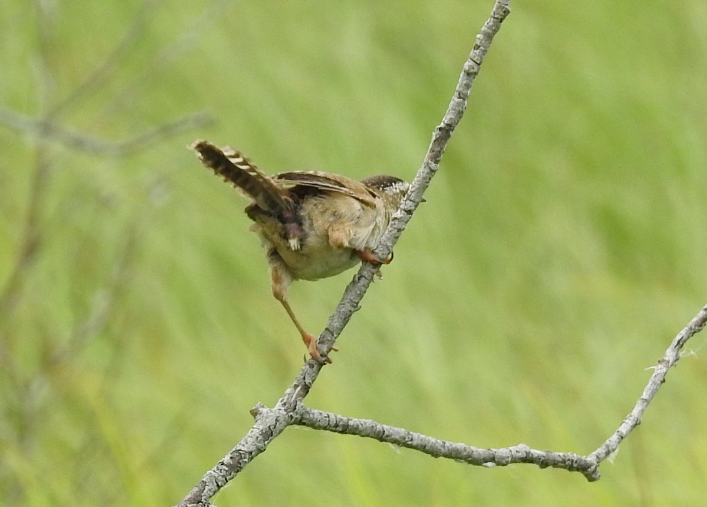 Marsh Wren - ML169741441