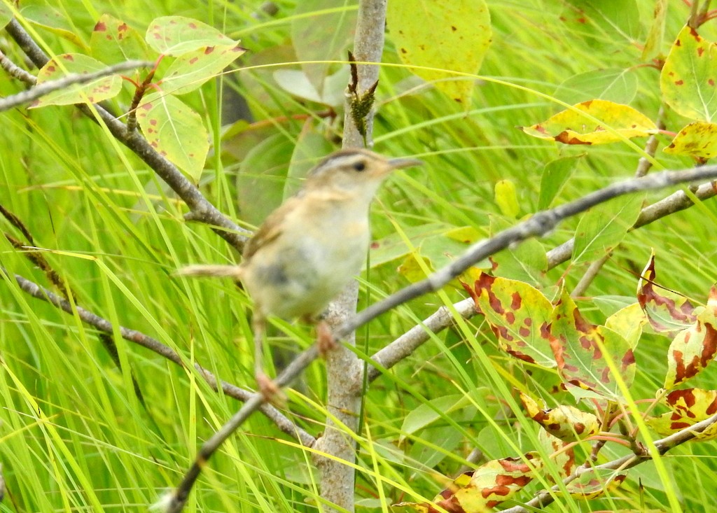 Marsh Wren - ML169741461