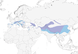 range map