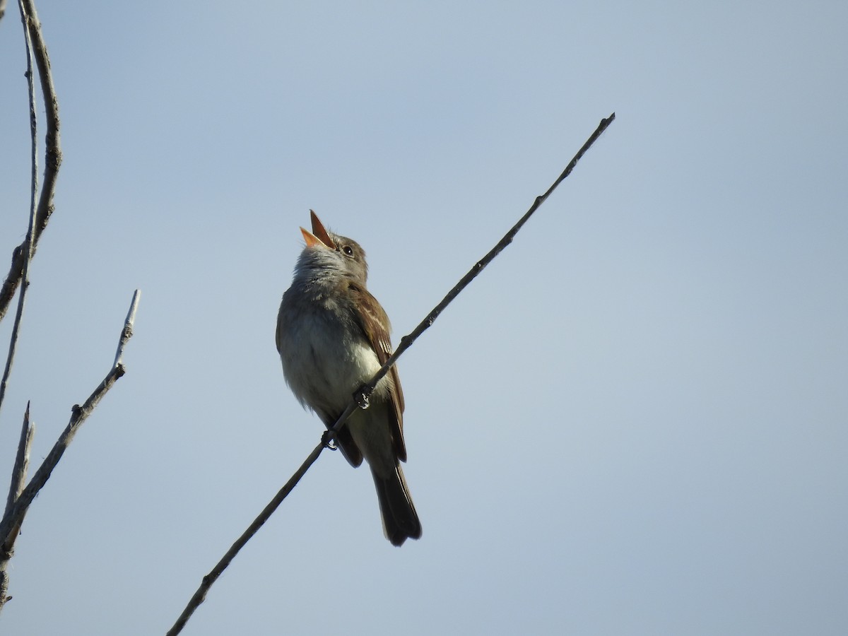 Willow Flycatcher - Sharon Dewart-Hansen