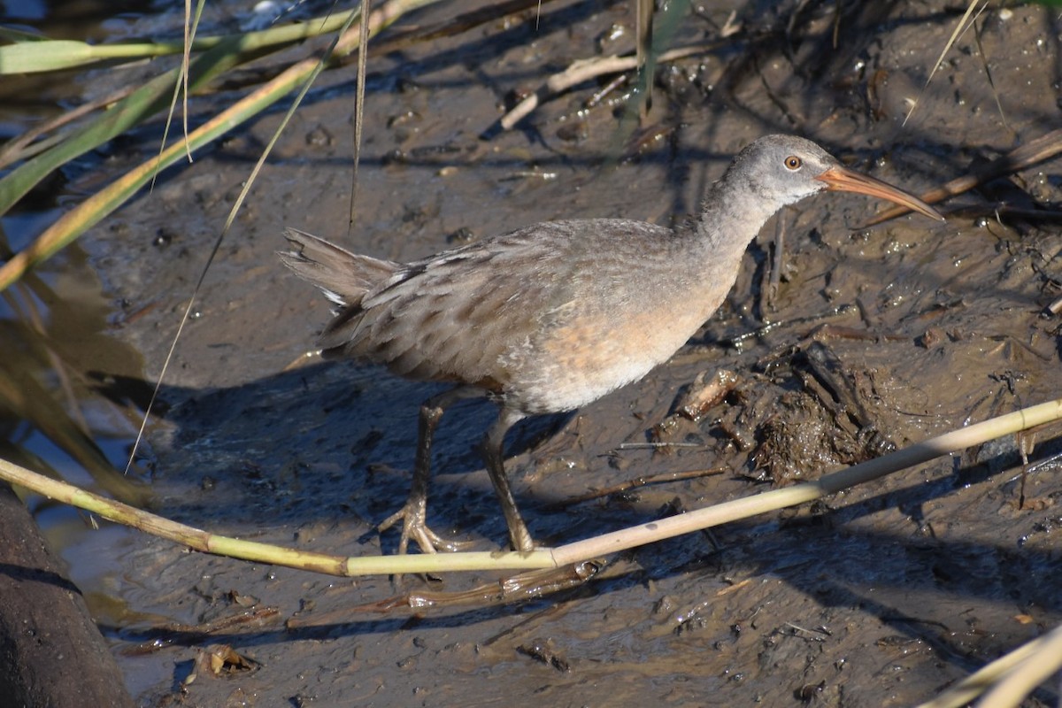 Clapper Rail - Nathan O'Reilly