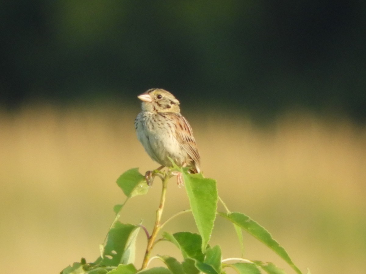 Henslow's Sparrow - ML169749451