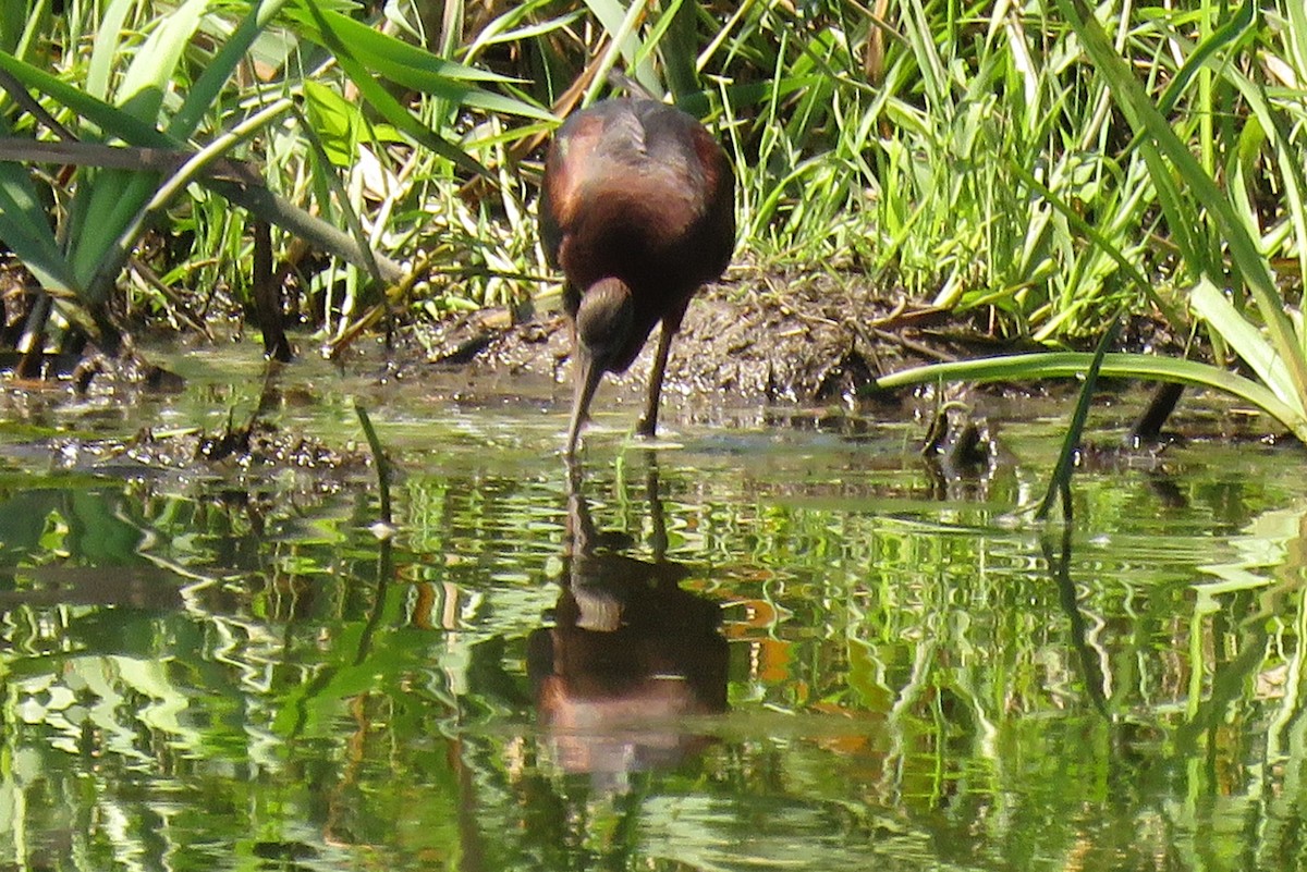 Glossy Ibis - Becky Marvil