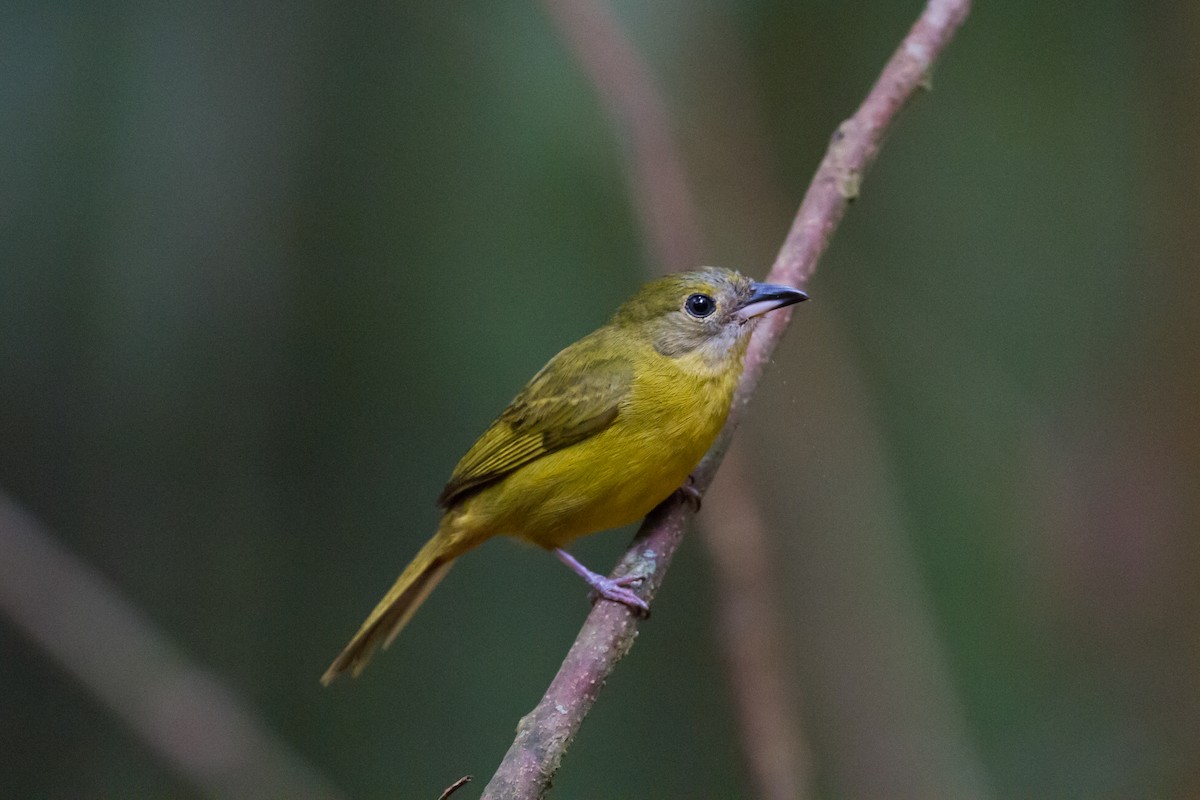 White-shouldered Tanager - ML169755391