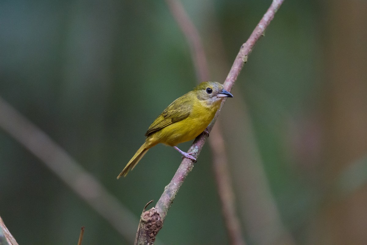 White-shouldered Tanager - ML169755401