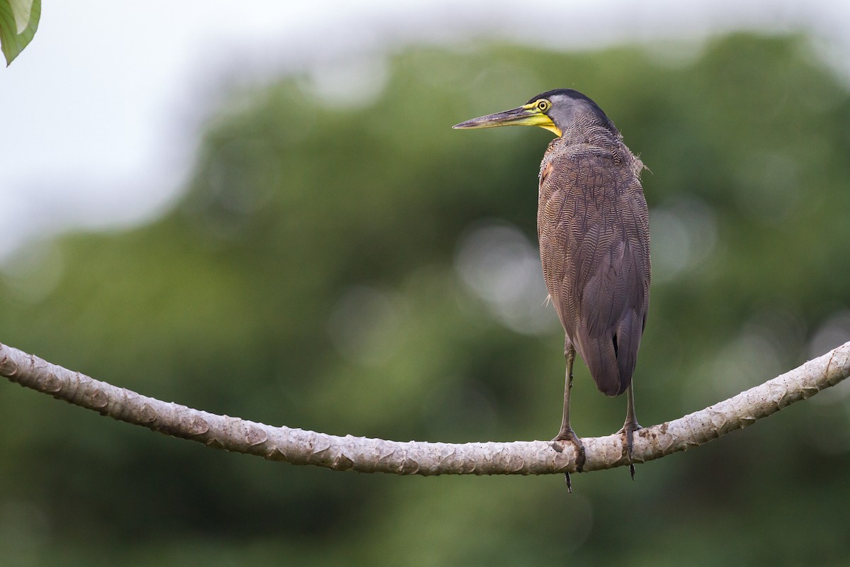 Bare-throated Tiger-Heron - ML169757231