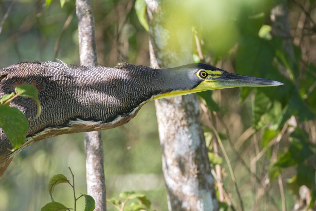 Bare-throated Tiger-Heron - Chris Sayers