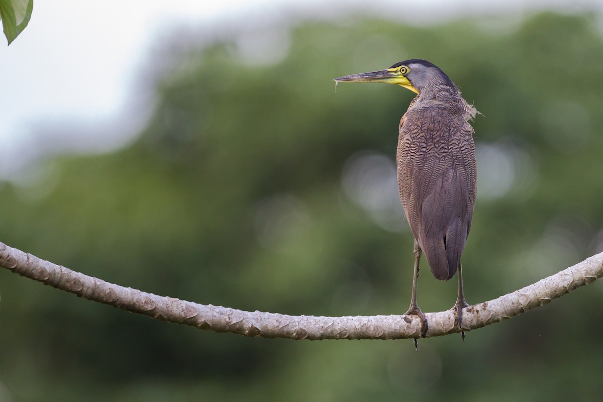 Bare-throated Tiger-Heron - ML169757271