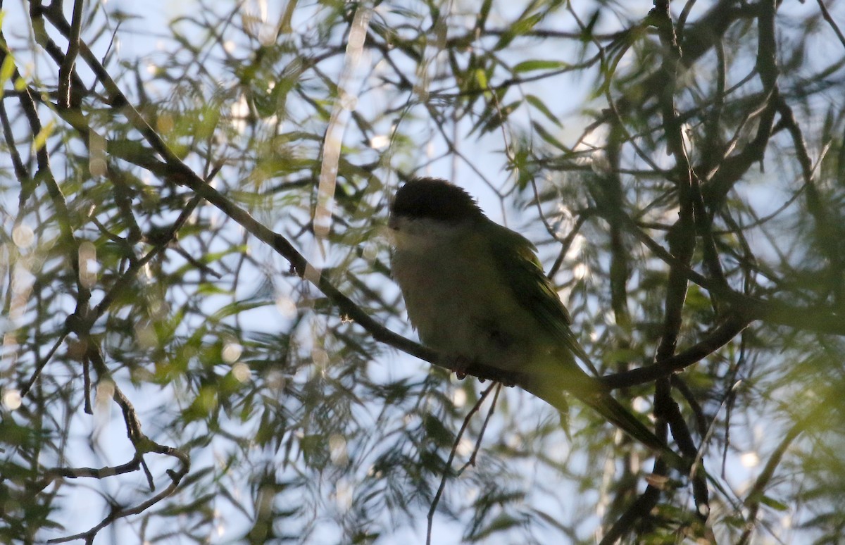 Gray-hooded Parakeet - ML169757431