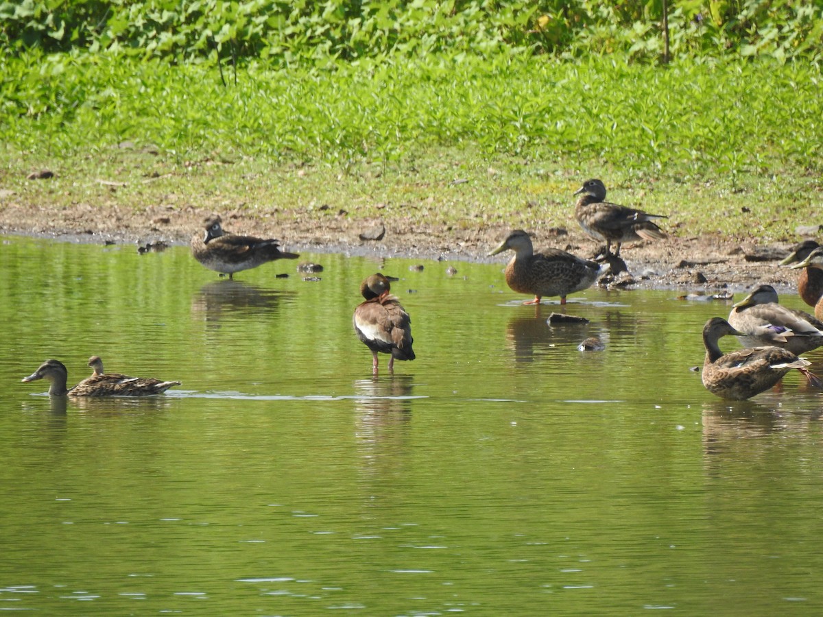 Black-bellied Whistling-Duck - ML169757621